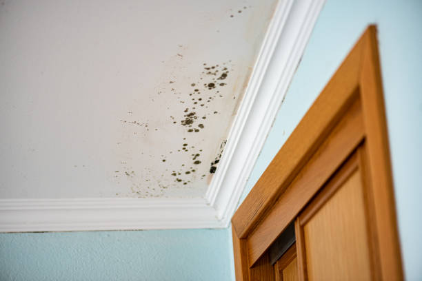 Best Office Mold Removal Services  in Stratford, OK
