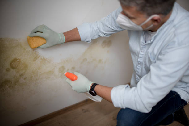 Best Toxic Mold Removal  in Stratford, OK