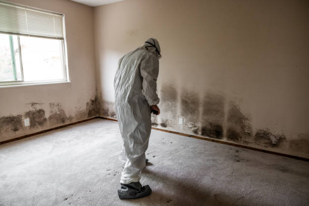 Office Mold Removal Services in Stratford, OK
