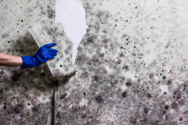 Best Same-Day Mold Removal  in Stratford, OK