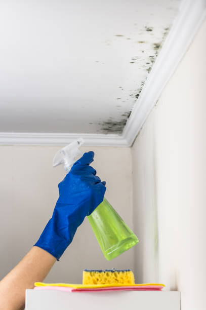 Best Mold Remediation  in Stratford, OK
